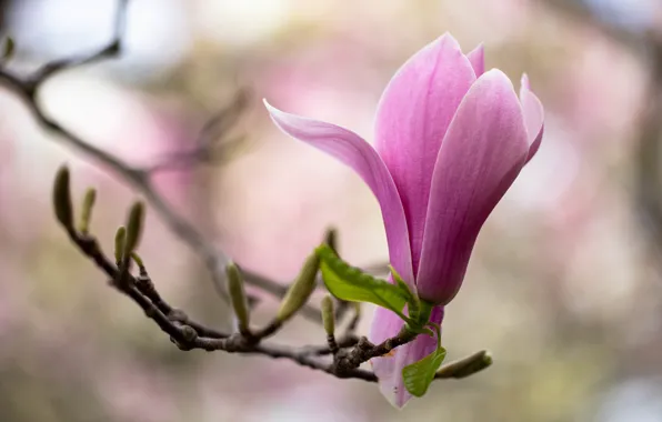 Picture flower, macro, pink, branch, spring, flowering, Magnolia