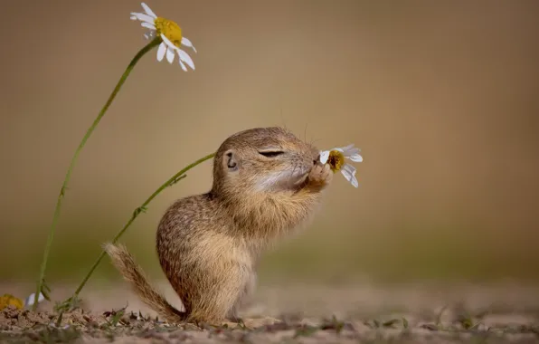Picture flower, nature, The European ground squirrel