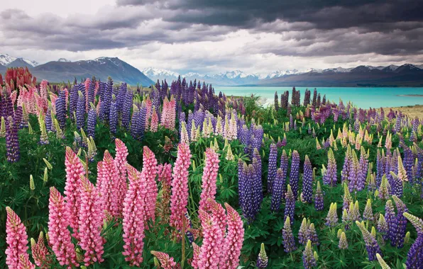 Picture mountains, lake, New Zealand, New Zealand, Lake Tekapo, lupins, Sarah Sisson