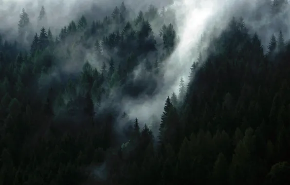 Picture forest, trees, nature, haze, Austria, Schladming