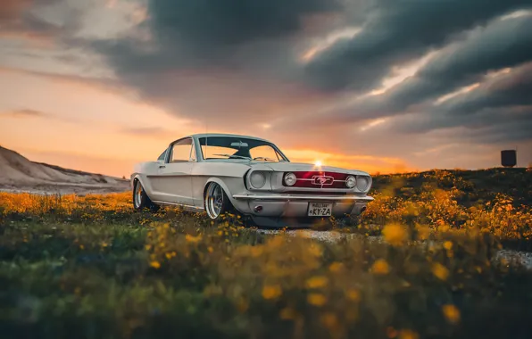Picture Mustang, Ford, Shelby, Car, Sun, GT350