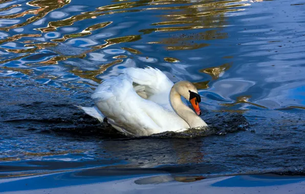 Picture wave, white, water, glare, bird, Swan, pond, blue background, swimming