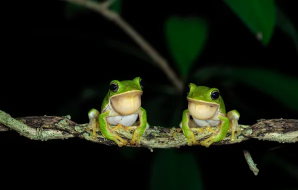Picture nature, background, frogs
