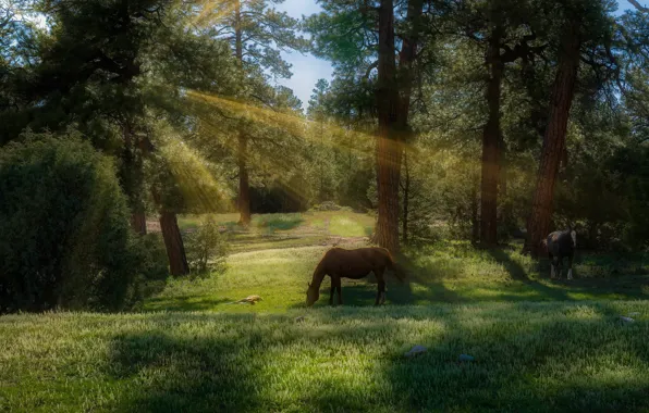 Picture forest, horses, horse