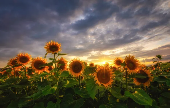 Picture field, sunflowers, flowers