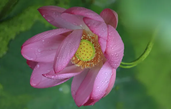 Picture drops, macro, petals, Lotus