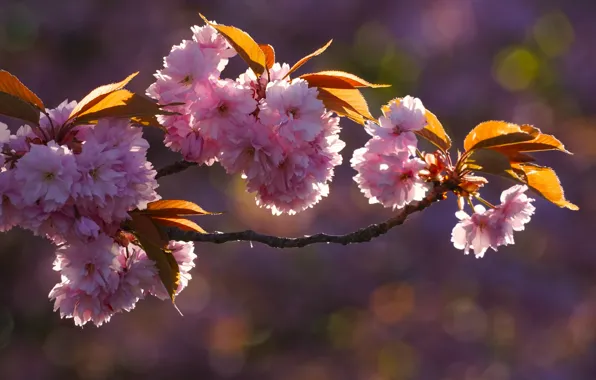 Picture leaves, light, flowers, branches, spring, pink, flowering, almonds, bokeh