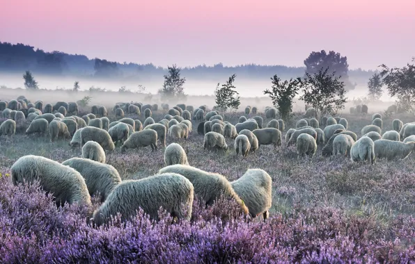 Picture field, forest, the sky, trees, flowers, nature, fog, dawn, sheep, morning, pasture, haze, pink, white, …