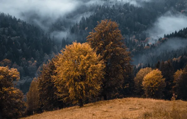 Picture autumn, mountains, fog