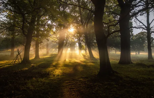 Picture forest, trees, nature, landscapes, sun, fog, dawn, greenery, sunbeams