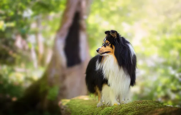 Picture look, light, nature, background, tree, moss, dog, wool, profile, is, bokeh, collie, sheltie