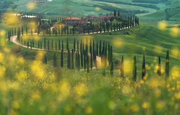 Picture road, field, summer, trees, flowers, hills, yellow, meadow, Italy, houses, settlement, cypress, Tuscany, green meadows