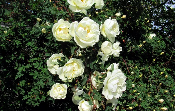 Picture Bush, roses, white