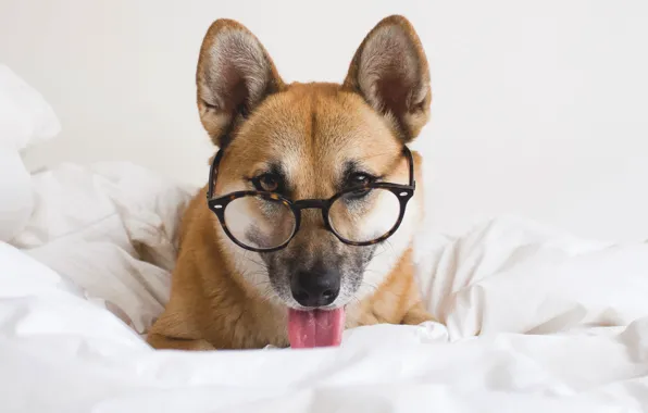 Picture language, look, bed, dog, glasses, blanket, dog