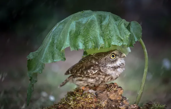 Picture nature, sheet, rain, bird, Little Owl