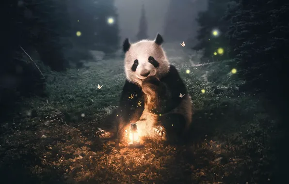 Picture night, insects, Panda, lantern, bear, Zenja Gammer