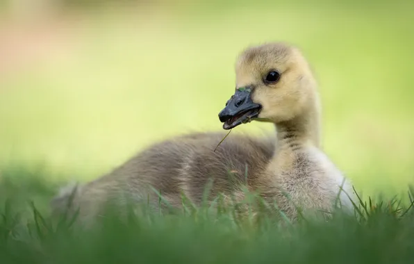 Picture grass, look, bird, glade, baby, lies, chick, green background, goose, Gosling, Gosling