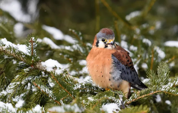 Picture winter, snow, branches, bird, Falcon, needles