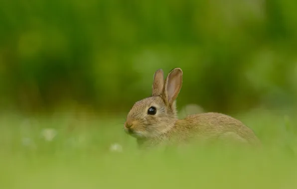 Picture grass, look, nature, grey, glade, hare, rabbit, muzzle, Bunny, green background, bokeh, rabbit, hare