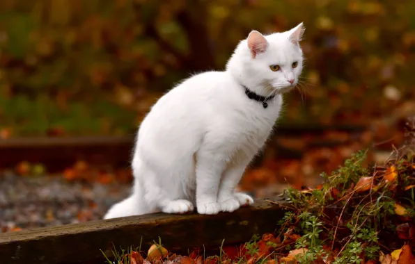 Picture cat, white, cat