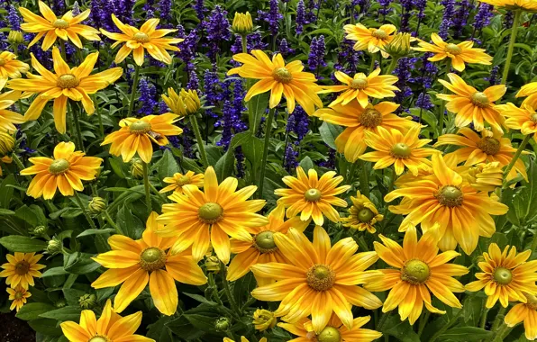 Picture flowers, yellow, garden, flowerbed, a lot, lilac, rudbeckia