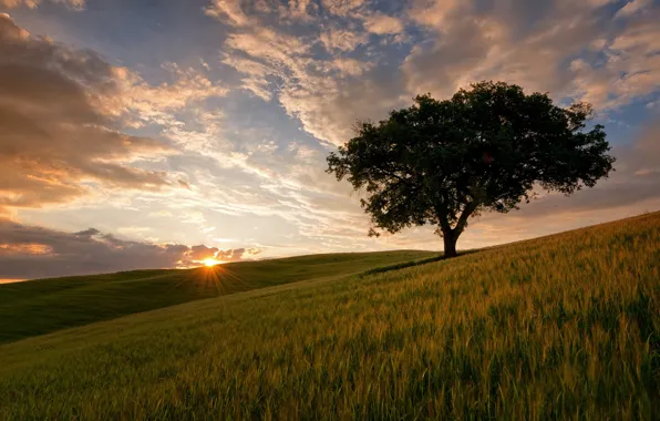 Picture field, grass, the sun, tree, slope