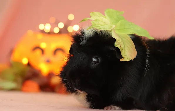 Picture look, leaves, Guinea pig