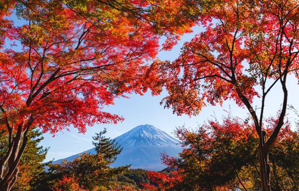 Picture autumn, the sky, trees, branch, foliage, view, mountain, Japan, Asia, the colors of autumn, Fuji, …