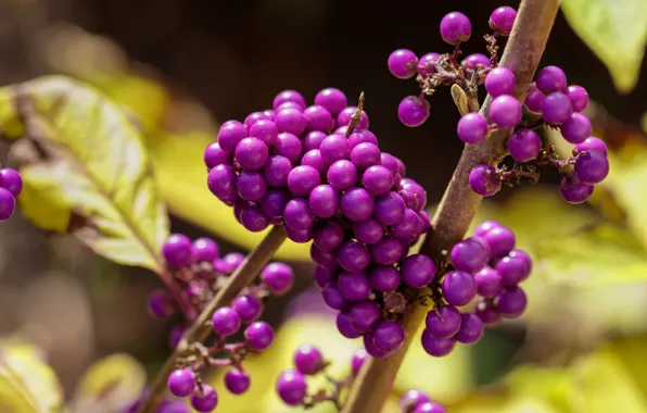 Picture leaves, branches, berries, fruit, bunches, lilac, bokeh, cranioplastic, purpleberry