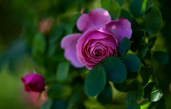 Picture flower, leaves, pink, rose, garden, bokeh