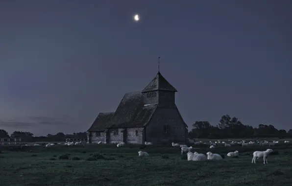 Picture field, the sky, night, castle, the moon, sheep, pasture, sheep, the herd, flock