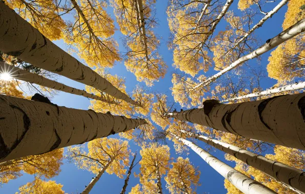 Picture autumn, the sky, birch