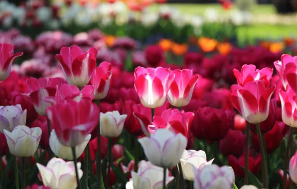 Picture light, flowers, spring, tulips, pink, white, flowerbed, different, bokeh