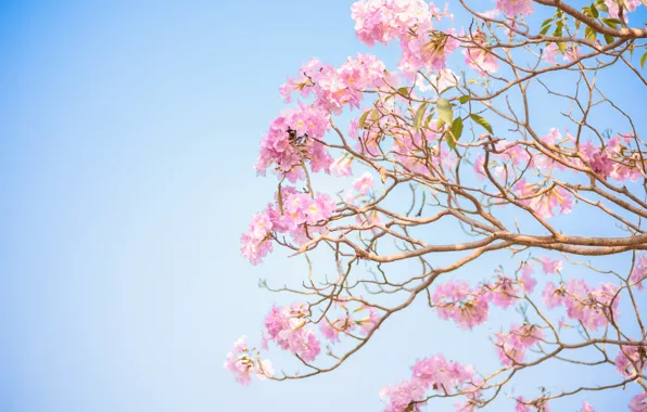 Picture flowers, branches, spring, pink, flowering, pink, blossom, flowers, spring, bloom