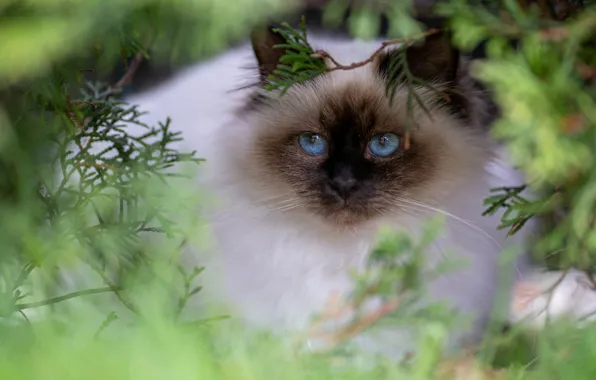 Picture cat, cat, look, branches, pose, portrait, muzzle, blue eyes, needles, bokeh, ragdoll