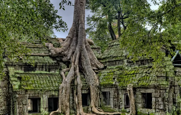 Picture the sky, trees, ruins, architecture, Cambodia, Angkor Wat