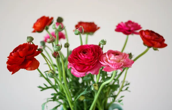 Picture flowers, bouquet, red, pink, light background, bokeh, buttercups, Ranunculus