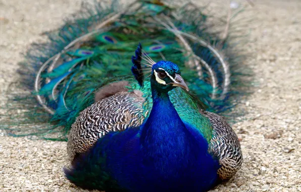 Picture look, bird, tail, lies, peacock, blue, bokeh, bright plumage