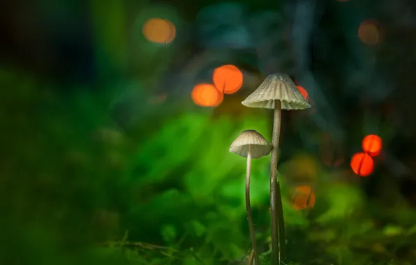 Picture mushrooms, a couple, bokeh, toadstool