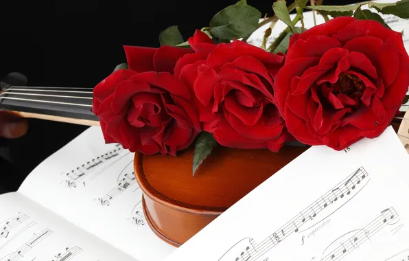 Picture flowers, notes, violin, roses, red, three, black background, bokeh