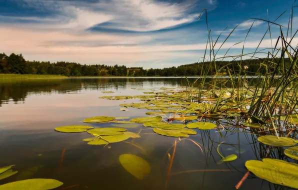 Picture forest, grass, leaves, clouds, lake, pond, pond, water lilies