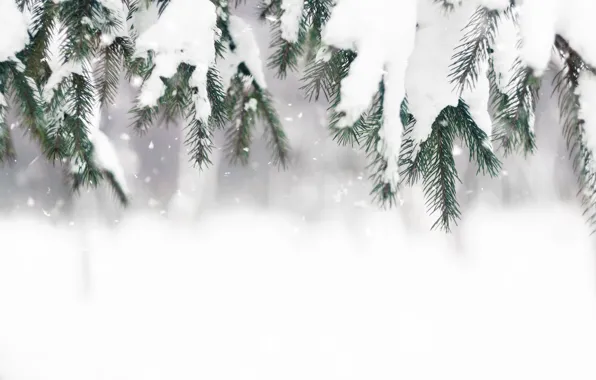 Picture winter, snow, tree, winter, snow, spruce, frost, fir tree, fir-tree branches