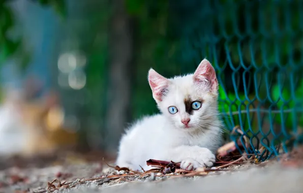 Picture white, baby, kitty, bokeh, netting, blue eyes