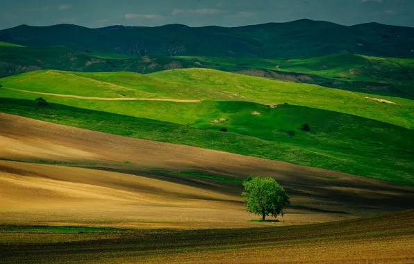 Picture tree, hills, field, spring