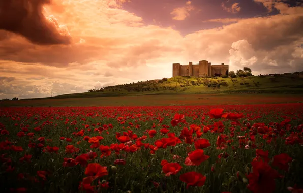 Picture field, summer, the sky, clouds, landscape, flowers, castle, Maki, hill, red, bright, architecture, poppy field