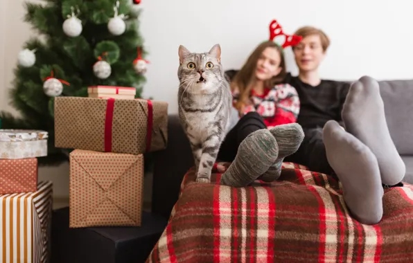 Picture cat, cat, family, New year, pet