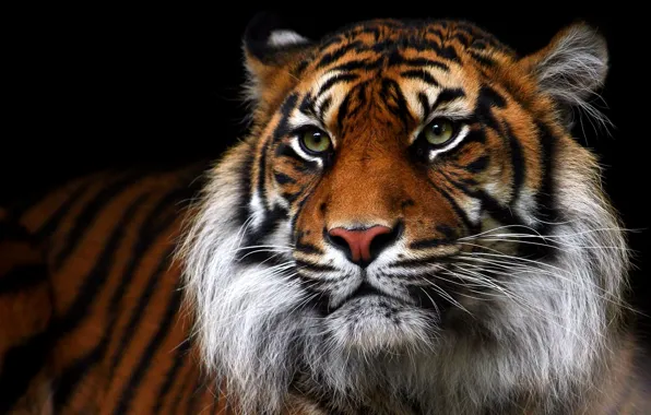 Picture look, face, tiger, portrait, black background