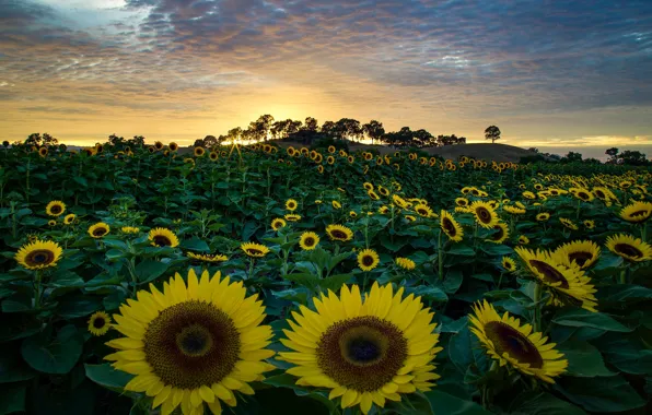 Picture summer, sunflowers, the evening