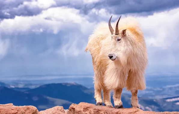 Picture white, the sky, clouds, mountains, open, rocks, height, wool, horns, white, mountain, goat, mountain, goat, …
