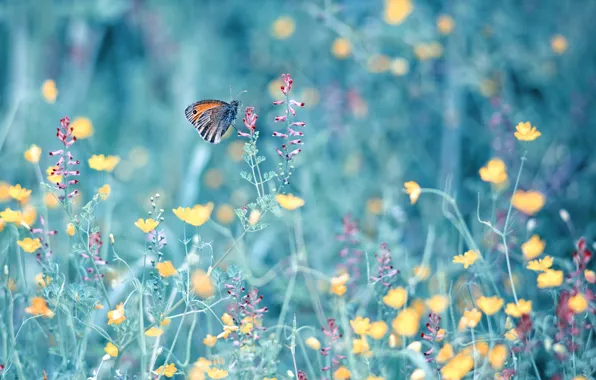 Picture summer, flowers, nature, butterfly, grass
